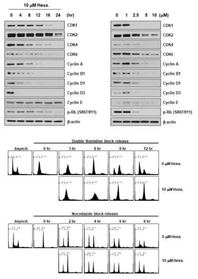 Hexachlorophene에 의한 세포 주기조절 단백질의 발현 변화 및 세포 주기 변화