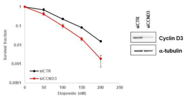 Cyclin D3 결핍에 의한 DNA 손상 민감도 증진 효과