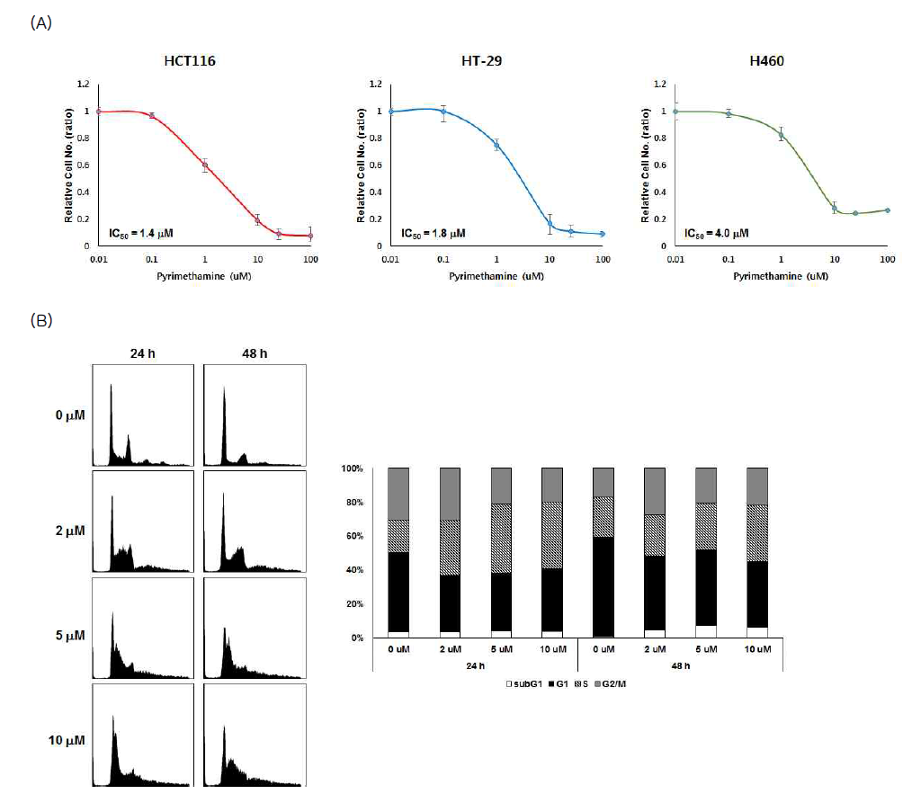 Pyrimethamine의 세포 독성 및 세포 주기 조절 확인