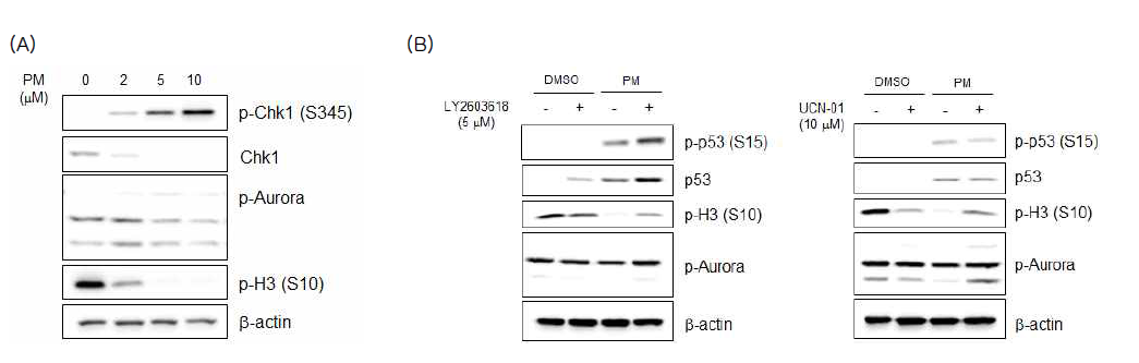 Pyrimethamine에 의한 Chk1 인산화 및 aurora kinase 인산화 변화