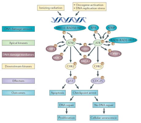 DNA damage response signal pathway