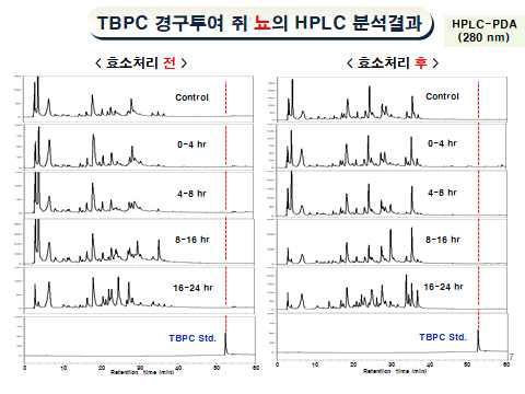 TBPC 경구투여 쥐 뇨의 HPLC Chromatograms