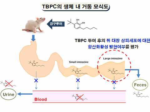 TBPC의 생체 내 거동 모식도