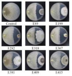 Dual culture test results showing mycelial growth inhibition of R. quercus-mongolicae by endophytic fungal isolates with strong antifungal activity at 7 days after inoculation in the dark at 25℃