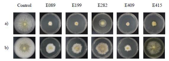 Mycelial growth of R. quercus-mongolicae on culture media containing unheated or heated culture filtrate of endophytic fungal isolates at 5 days after inoculation in the dark at 25oC (a: unheated media; b: heated media)