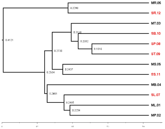 A hierarchical cluster tree based on using unweighted pair group method with arithmetic mean (UPGMA) of tree parts (L:leaf, P:petiole, T:twig, B:branch, S:stem, and R:root) in Quercus mongolica (M) and Quercus serrata (S)