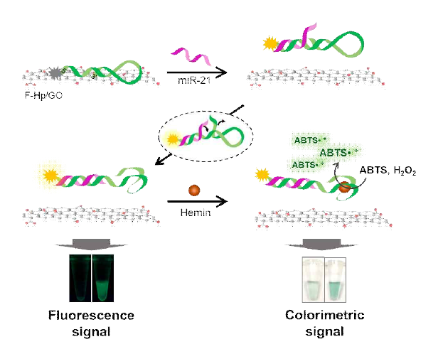 Stem-loop구조의 프로브와 산화그래핀을 이용한 miRNA 형광/흡광 이중신호 검출