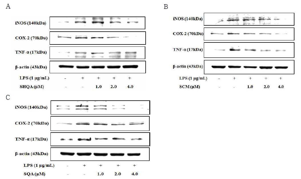 SHQA, SCM 및 SQA의 iNOS, COX-2 및 TNF-α 단백질 발현억제 효과