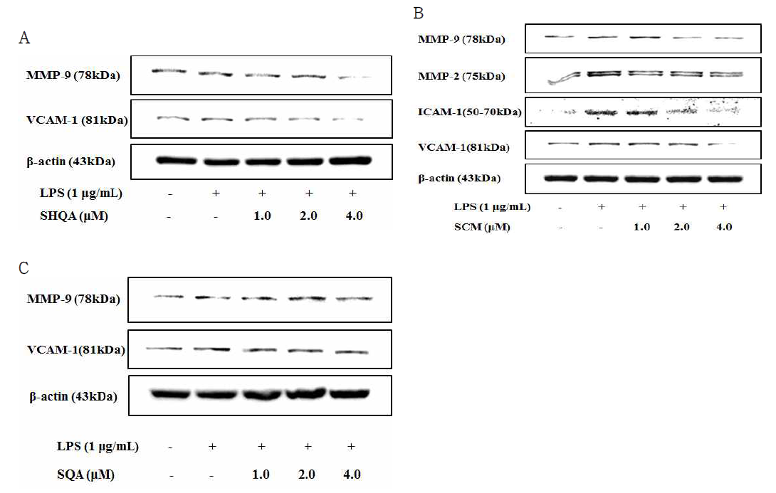 SHQA, SCM 및 SQA에 의한 ICAM-1, VCAM-1, MMP-2 및 MMP-9 단백질 발현의 억제 효과