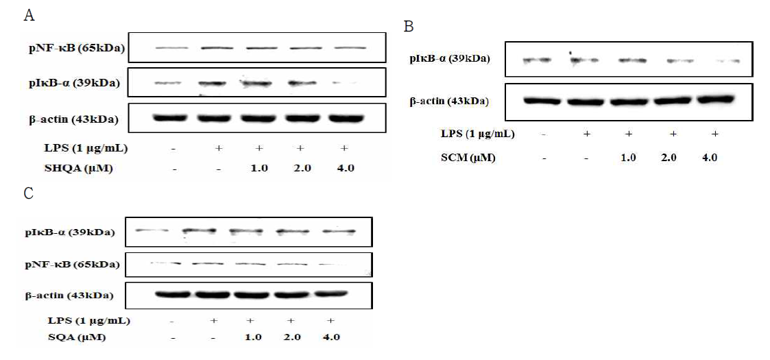 SHQA, SCM 및 SQA에 의한 NF-κB와 IκB-α 단백질의 인산화 억제 효과