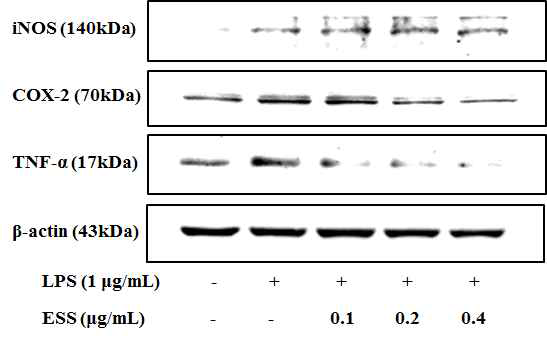 톱니모자반 주정 추출물에 의한 iNOS, COX-2 및 TNF-α 단백질 발현의 억제 효과