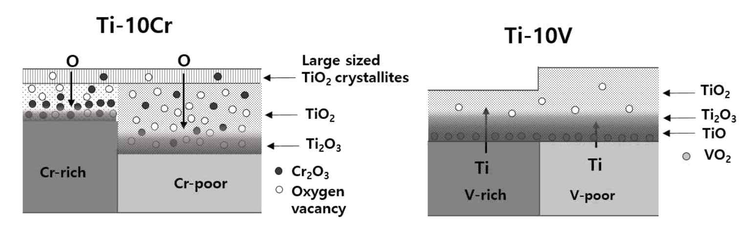 Schematic diagrams showing the mechanism of oxide formation for Ti-10Cr and Ti-10V alloys