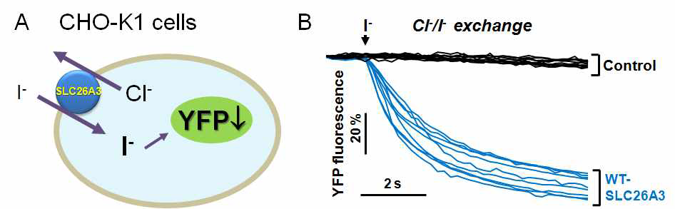 SLC26A3을 발현하는 CHO-K1 세포에서 I- 특이적 YFP를 이용한 Cl-/I- 교환 능력 측정
