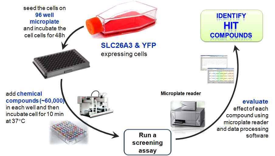SLC26A3 억제제 발굴을 위한 세포 기반의 HTS 절차