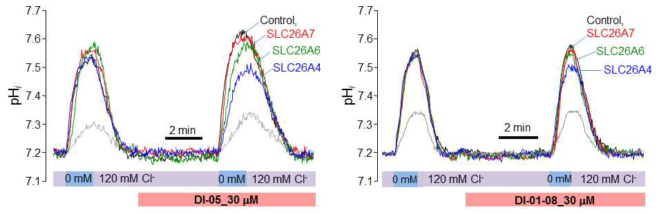 각각의 SLC26A family가 발현하는 CHO-K1 세포주에서 Cl-/HCO3 - 교환 능력 측정