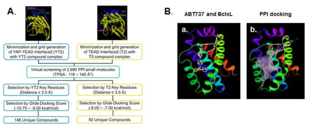 단백질-단백질 상호 작용 저해제 발굴을 위한 가상 약효탐색 A.YAP1과 TEAD1 간의 상호작용에 대한 저해제 발굴을 위한 가상 약효 탐색의 workflow. B-a.ABT-737 약물이 Bcl-xL에 결합한 단백질 구조 B-b.Bcl-xL에 PPI 화합물이 docking된 구조