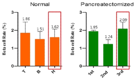 정상개체와 영장류 췌장 부분 절제술 후 개체의 지역별 베타세포의 비율
