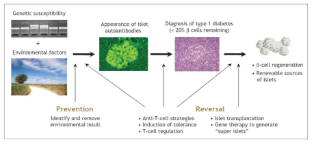 제1형 당뇨병의 치료 타겟으로서 베타세포의 재생 (CMAJ, 2006)