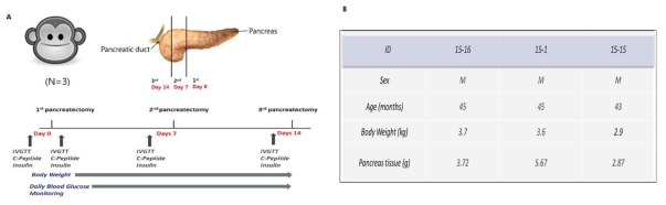 췌장 부분 절제술 후 베타세포 재생에 관한 연구 모식도 및 원숭이 실험 개체