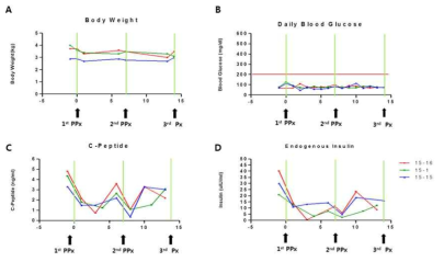 영장류 췌장 부분 절제술 후 변화 (A)체중, (B)혈당 , (C)C-Peptide (D)인슐린 분비량