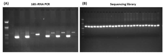 추출된 metagenome DNA를 이용한 16S rRNA PCR 증폭 결과 (A)와 MiSeq sequencing 진행을 위한 library 제작 결과 (B)