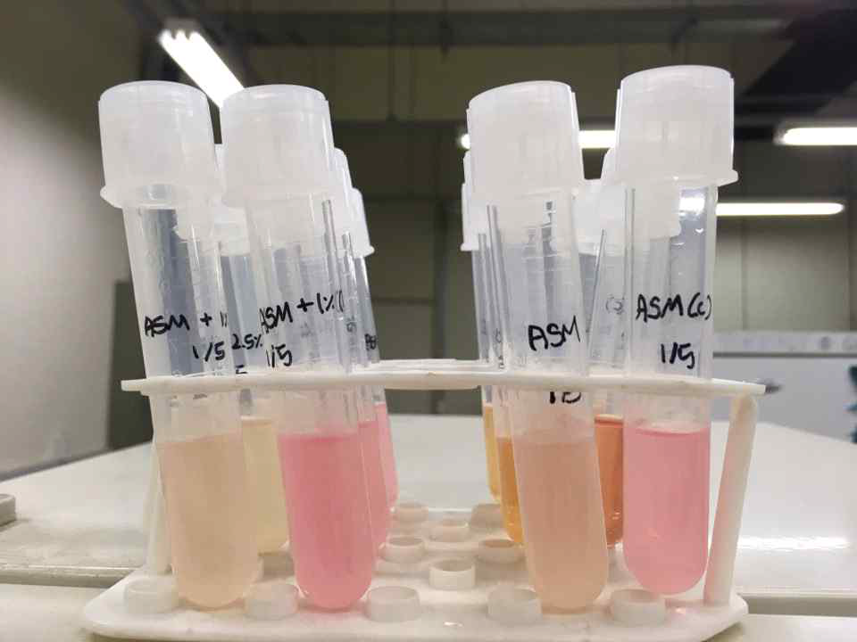 Unknown chemical 농도에 따른 polymicrobial in vitro model