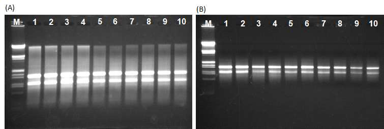 배양액에서 추출한 Metagenome DNA(A)와, total microbial RNA(B)