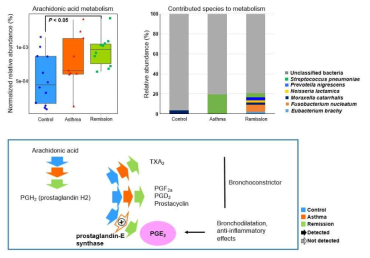 Arachidonic acid metabolism에 참여하고 있는 기도 마이크로바이옴 차이 분석