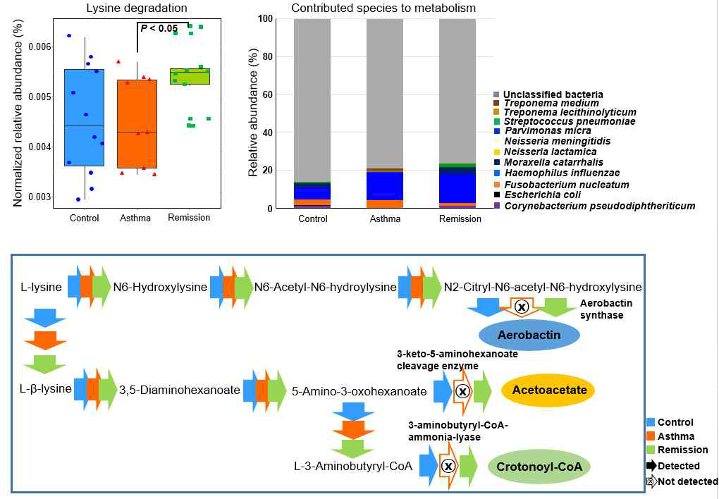 Lysine degradation에 참여하는 기도 마이크로바이옴 차이 분석