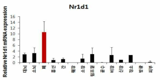 마우스 조직별 NR1D1 mRNA의 발현양