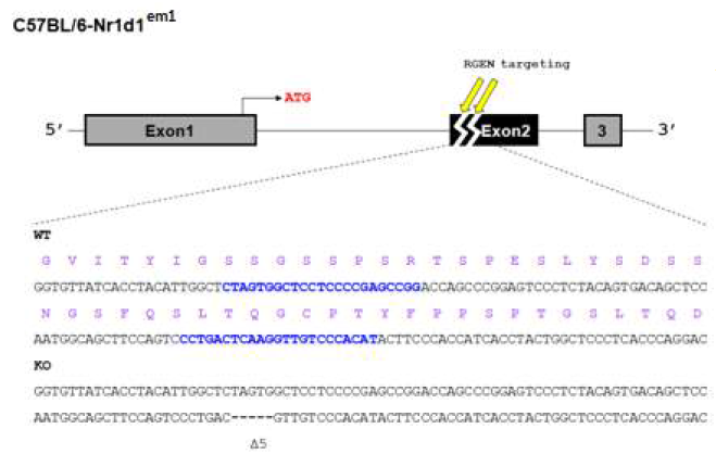 NR1D1 소실 쥐의 신규 제작을 위한 targeting map