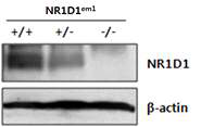신규 제작된 Nr1d1em1 쥐에서 NR1D1 소실 여부 검증