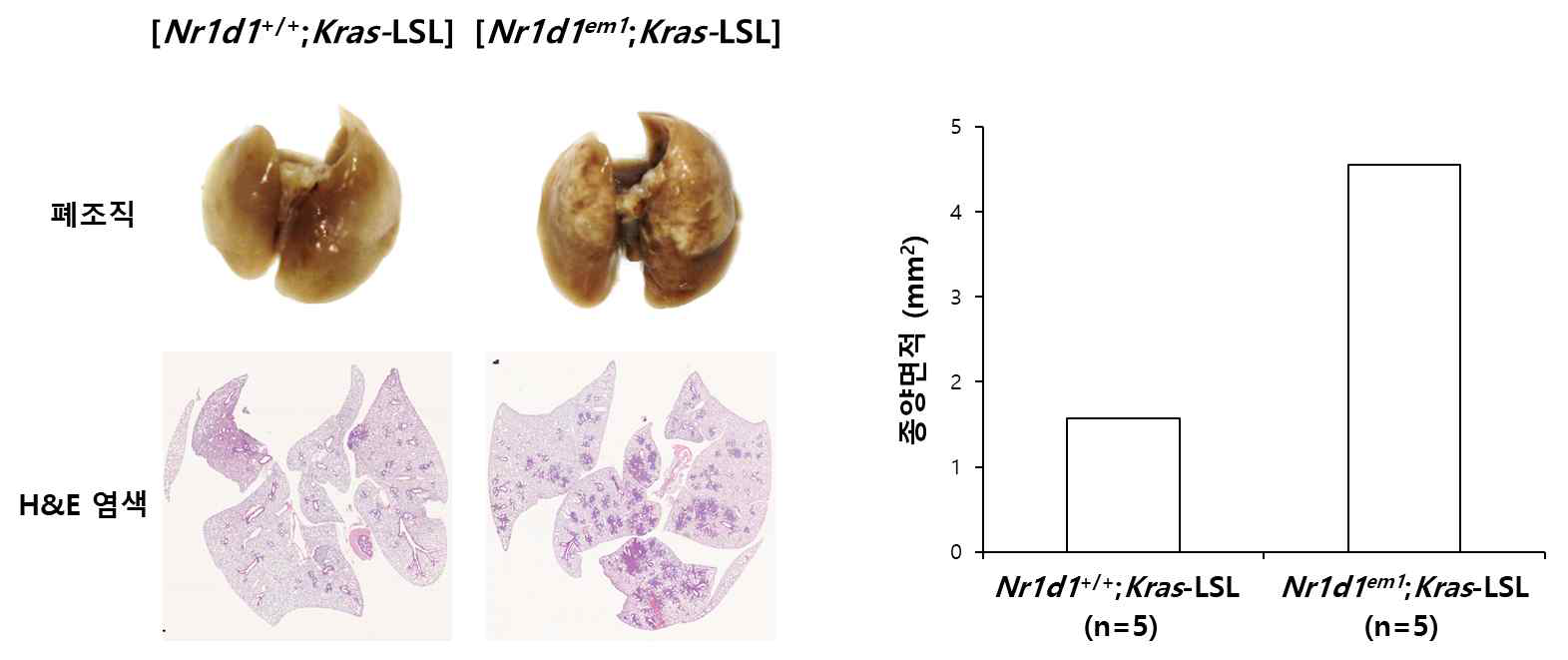 NR1D1 유전자 소실에 의한 쥐 폐암 발생 증가