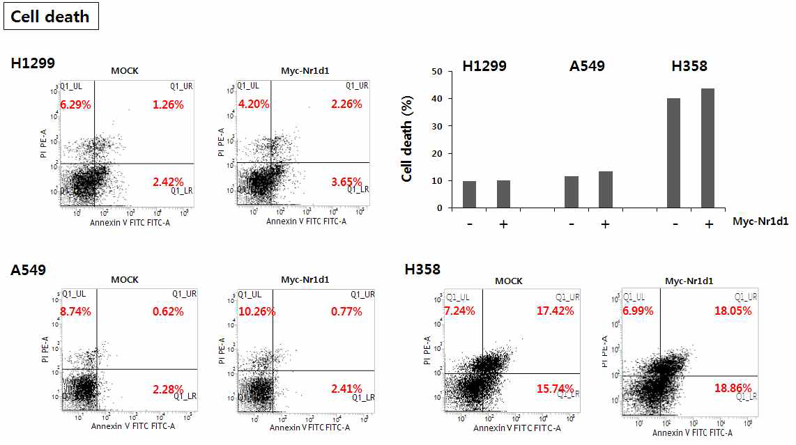 NR1D1 과발현에 의한 사람 폐암 세포주의 세포 사멸 유도 여부