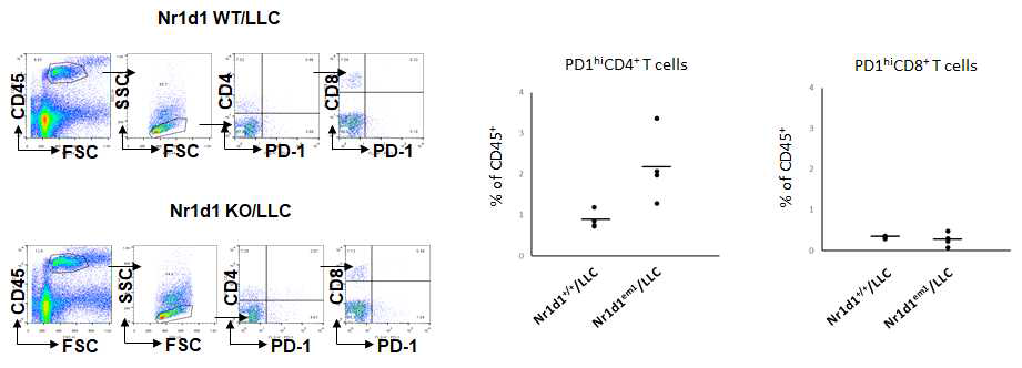 폐암 조직에서 NR1D1 유전자 소실에 의한 CD4+ T cell의 infiltration 증가