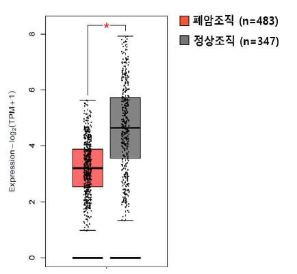 폐암 환자에서 NR1D1의 발현 감소