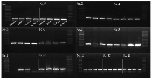 프라이머 스크리닝 (2% Agarose gel image)