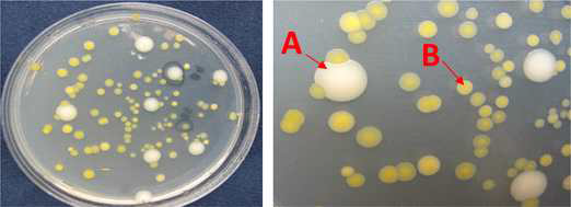 (869 배지에서 배양된 박테리아 2종 (A, Curtobacterium - 흰색 큰 박테리아; B, Pantoea - 노란색 작은 박테리아)