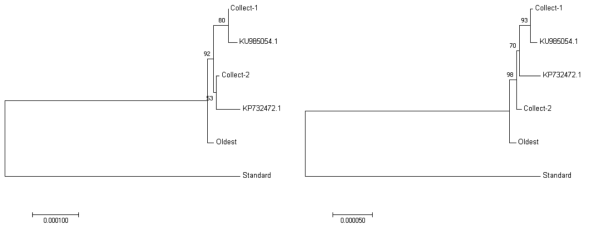 계통분류에 따른 연관 좌) Maximum Likelihood Tree, 우) Neighbor-joining Tree * No. of Bootstrap Replications : 1000