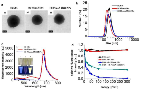 Characterization of HC-PhoeA-SN38 NPs; TEM images (a), hydrodynamic sizes (b), and fluorescence spectra (c) of NPs. (d) NIR induced singlet oxygen generation from NPs