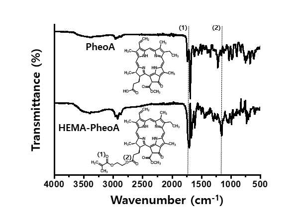 FT-IR spectra of PheoA and HEMA-PhoeA conjugate; (1) C=O stretching (1735.8 cm−1), (2) C-O-C bending (1153.9 cm−1)