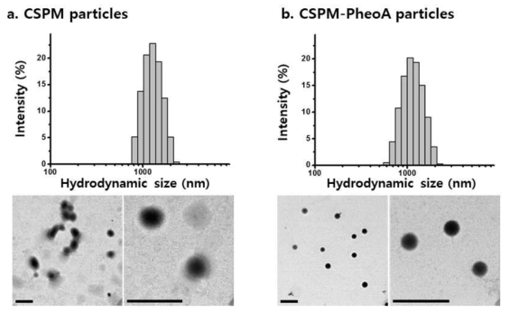 Hydrodynamic sizes (up) and transmission electron microscopic (TEM) images (down) of CSPM (a) and CSPM-PheoA hydrogel particles (b). Hydrodynamic sizes of CSPM and CSPM-PheoA hydrogel in DW were 1309 ± 306 and 1214 ± 320 nm, and their TEM sizes were 511 ± 59 and 332± 30 nm, respectively (Scale bar = 1 μm)