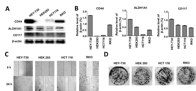 Cancer stem cell (CSC) like properties in various cancer cells (HEY-T30, HEK293, HCT116, and RKO cell); A. Western blot images of CD44, ALDH1AL, and CD117. B. Cell line dependent relative expression levels of each marker through western band analysis. C. Migration assay, D. Colony formation assay