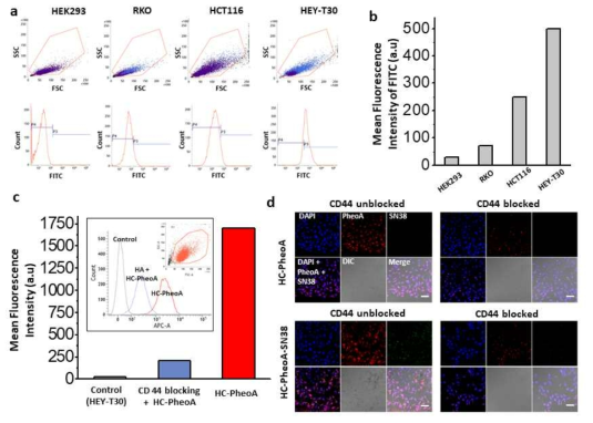 CD44 expression in each cancer cells and CD44 dependent uptakes of NPs, (a and b) cell line dependent CD44 expression level; FACS data revels that highest expression of CD44 in HEY-T30 ovarian cancer cells, (c) cellular uptake of NPs in HEY-T30; HC-PheoA show ~8 fold increase uptake in HEY-T30 cells in comparison with CD44 blocking cells using HA, (d) Decreased red fluorescence stands for HA blocking CD44 and decreased uptake of NPs. Scale bar = 100 μm