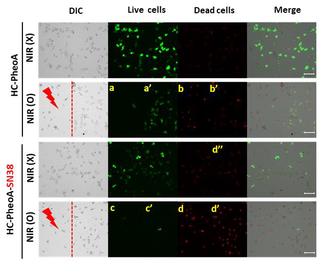 Local irradiation of NIR into NPs treated HEY-T30 cell and cellular toxicity. All cells were stained with Calcein AM (Green, Live cells) and Ethidium homodimer-1 (Red, Dead cells). Negative green staining (a and c) and positive red staining (b and d) of hey-T30 cells after NIR exposure stand for photodynamic cytotoxic effect of HC-PheoA NPs and HC-PheoA-SN38 NPs. Negative red staining (b′, d˝) and positive red staining (d′) / positive green staining (a′) and negative green staining (c′) stand cytotoxicity of the released SN-38 by ROS-triggering from HC-PheoA-SN38 NPs. Scale bar = 100 μm