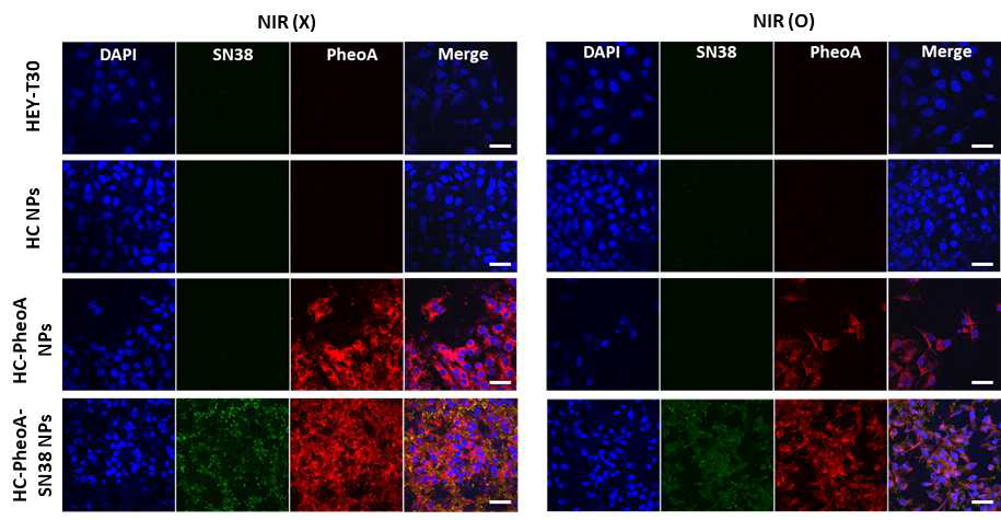 Confocal microscopic images of HEY-T30 cells. Cells (5x104) were seeded into 8-well chamber coverslip. After 4 hr incubation of NPs (50 ìg/ml) treated cells, samples were exposed or unexposed by NIR for 10 min (167 m W/cm2). Then, cells were washed with fresh PBS for three times and DAPI staining was further performed. Scale bar = 40 μm