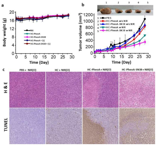 In vivo PDT treatment with HC-PheoA-SN38. Body weights (a) and tumor growth curves (b) of HEY-T30 xenografted BALB/C nude mouse. (c) H&E and TUNEL stained tumor slices obtained at day 28