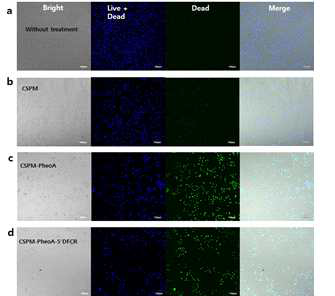 Microscopic images of NIR-exposed PANC-1 cells treated (a) without, and with (b) CSPM hydrogel, (c) CSPM-PheoA, and (d) CSPM-PheoA-5′-DFCR. To confirm cellular toxicity, all cells were stained with Live/Dead nucleus staining dye (Blue: live and dead cells, Green: dead cell only, ReadyProbes) after NIR irradiation. The stained hydrogels (0.23 mg/mL) were incubated for 2 h, followed by irradiation with NIR laser (167 mW/cm2) 10 min. Cell images were obtained under a confocal microscope (FV1000, Olympus, Japan) and scale bar represents 100 μm