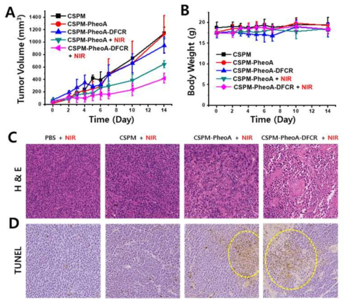 In vivo PDT treatment with CSPM-PhoeA-DFCR. (a) CT26 growth curves of tumor –bearing BALB/c mouse after treatment; cell: CT26, (L): NIR laser irradiation (ë = 671 nm, 100 J/cm2), Different microgels were directly injected into the tumor with 10 mg/kg. (b) changes of body weight of mice during treatment. (c) H&E and TUNEL stained tumor slices obtained at day 14