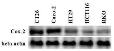 COX-2 expression level. In vitro cellular western blot analysis of cox-2 expression in different colorectal cancer cells